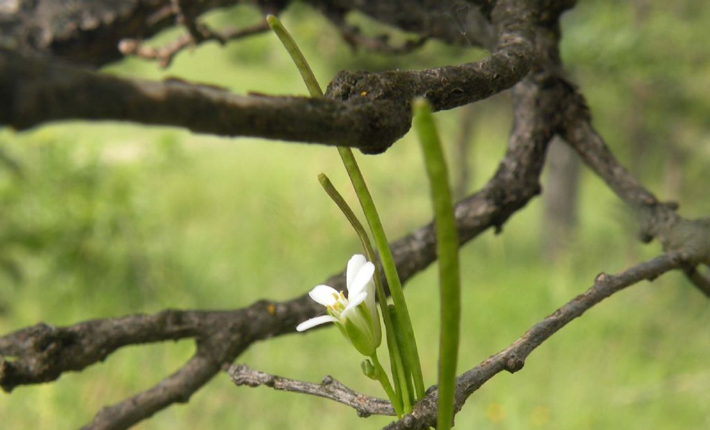 Arabis cfr. hirsuta  (Brassicaceae)