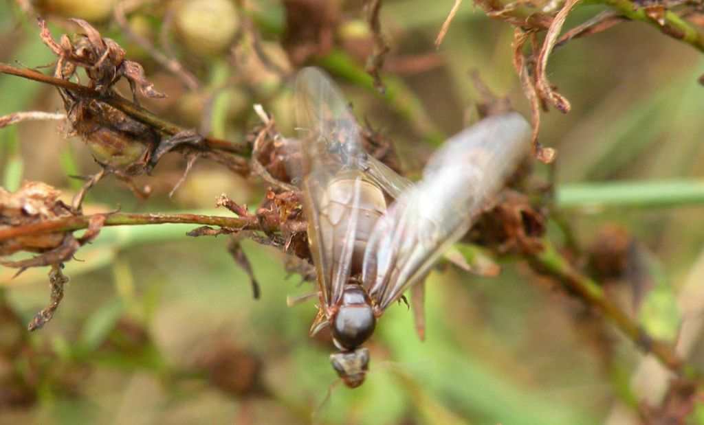 Formiche con e senza ali: Lasius cfr paralienus