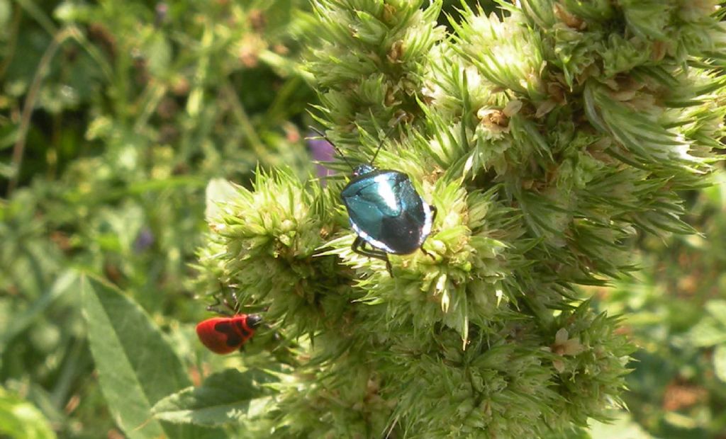 Pentatomidae: Zicrona caerulea