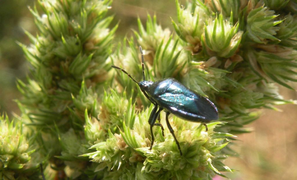 Pentatomidae: Zicrona caerulea