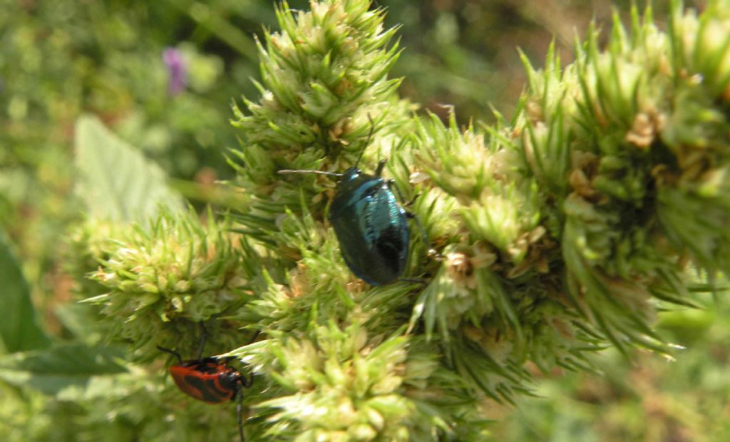 Pentatomidae: Zicrona caerulea