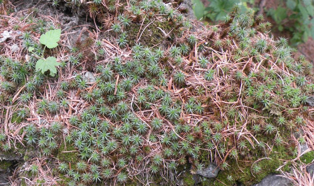 Muschio glauco - cfr. Polytrichastrum alpinum