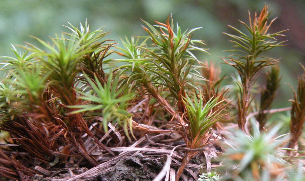 Muschio glauco - cfr. Polytrichastrum alpinum