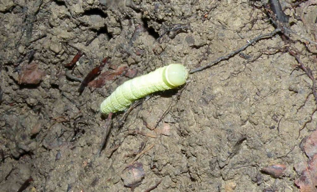 Apparizione nella notte - Pseudoips prasinana