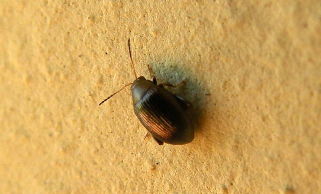 Alticinae indeterminabili?