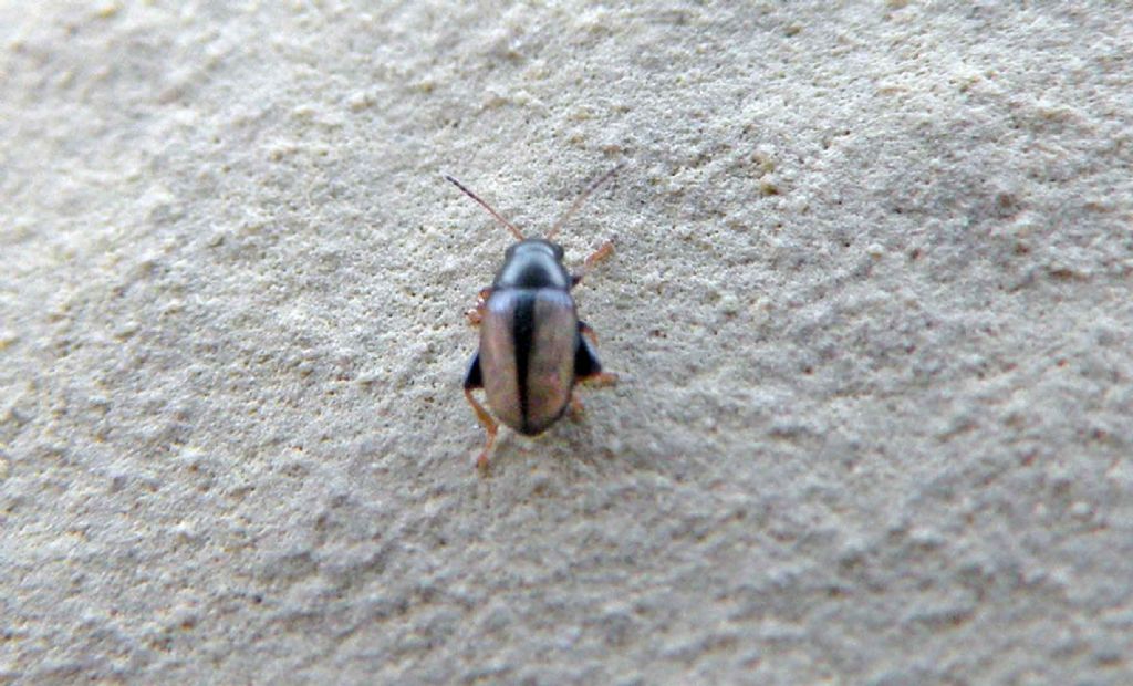 Chaetocnema conducta, Chrysomelidae