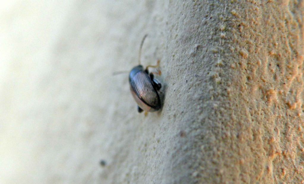 Chaetocnema conducta, Chrysomelidae