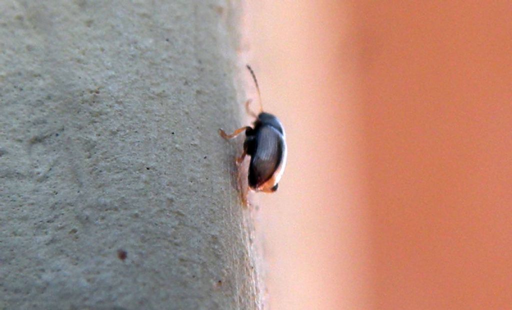 Chaetocnema conducta, Chrysomelidae