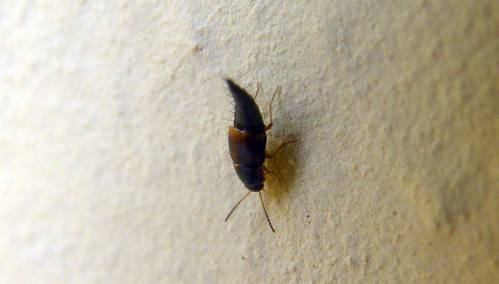 Staphylinidae, forse Myllaena