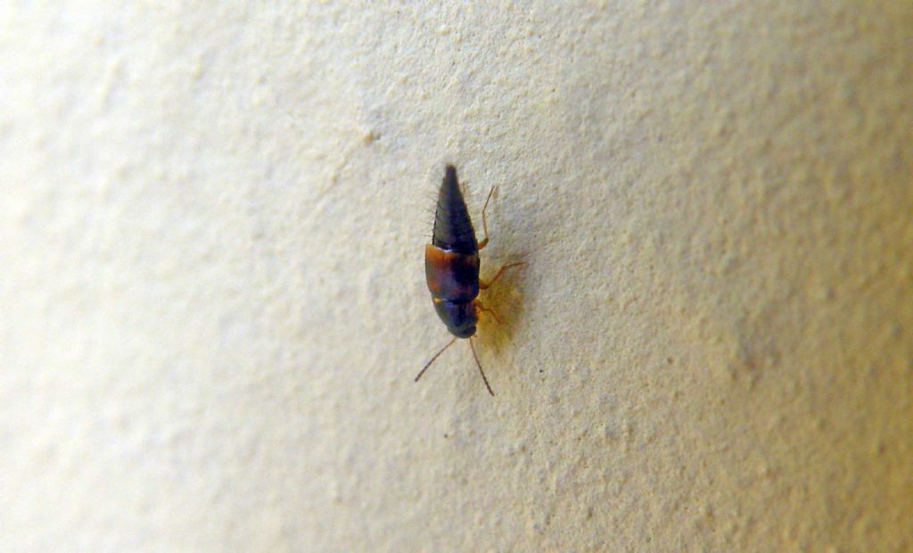 Staphylinidae, forse Myllaena