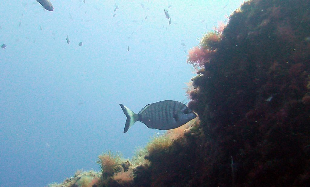 ... puntazzo? (Diplodus puntazzo)