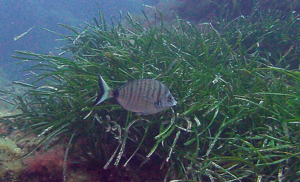 ... puntazzo? (Diplodus puntazzo)