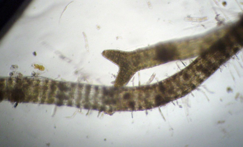 Microscopia: Dictyota sp?