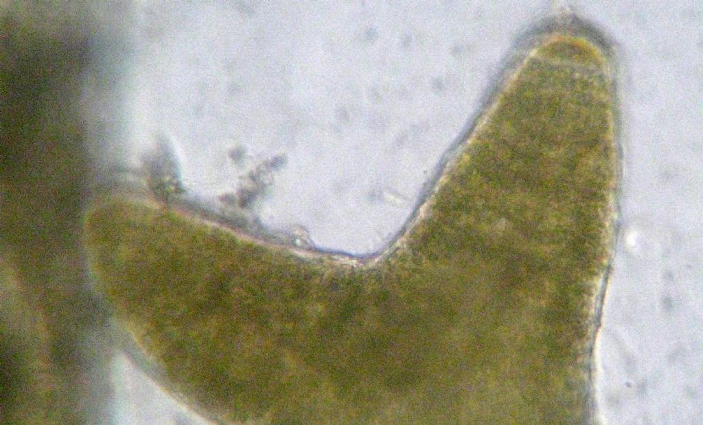 Microscopia: Dictyota sp?