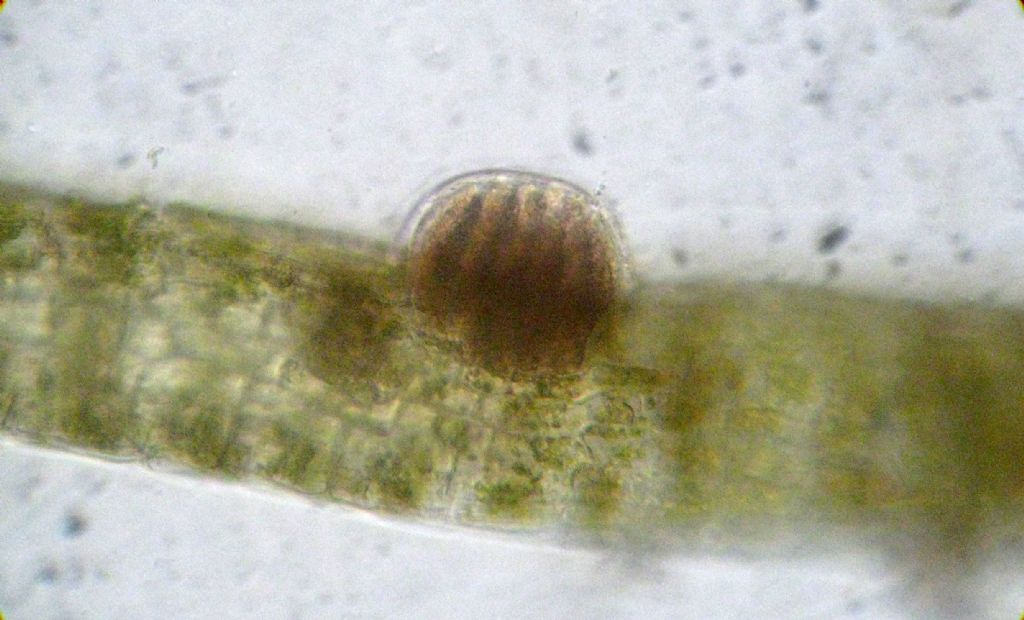 Microscopia: Dictyota sp?