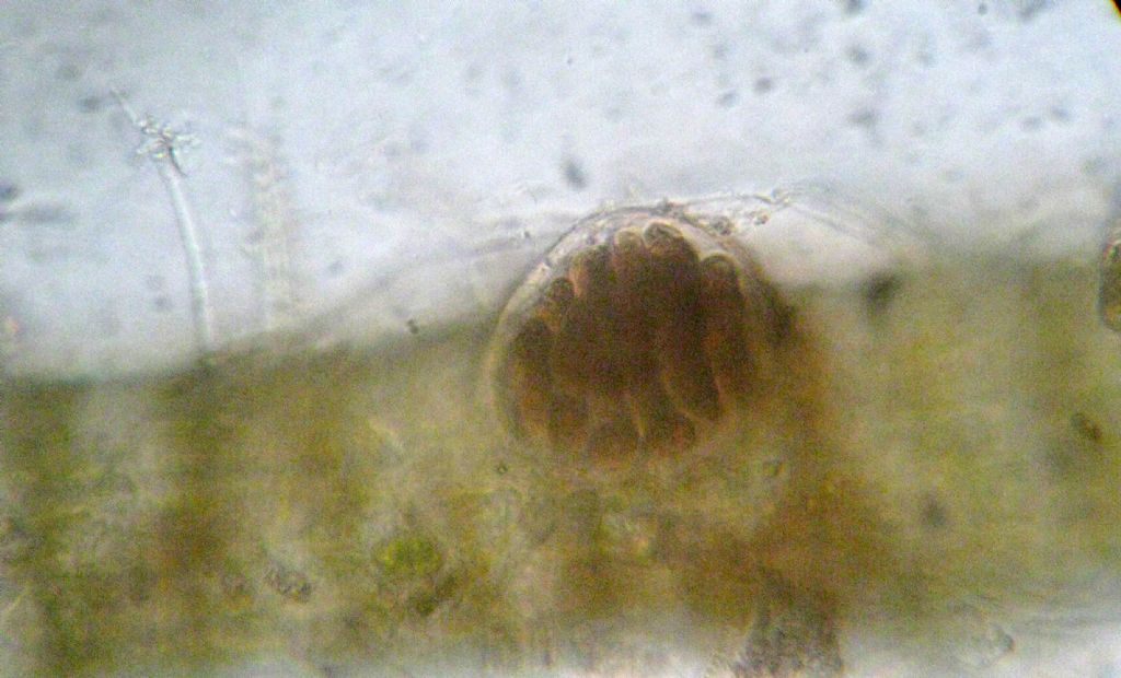 Microscopia: Dictyota sp?