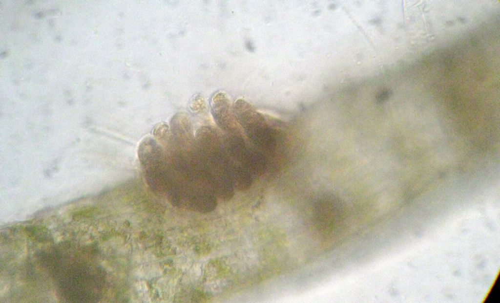 Microscopia: Dictyota sp?