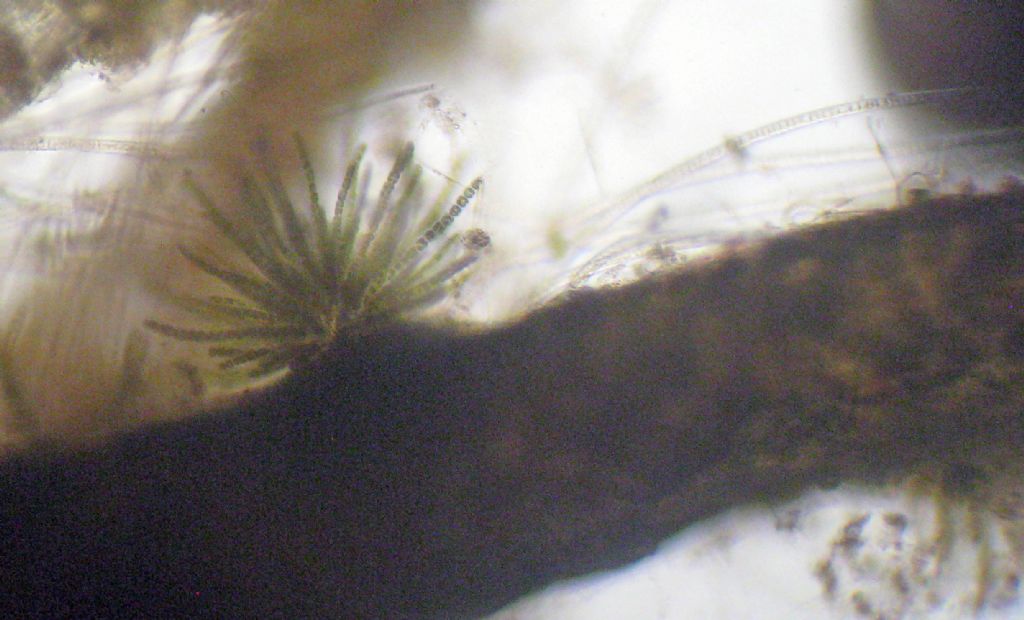 Microscopia: Dictyota sp?