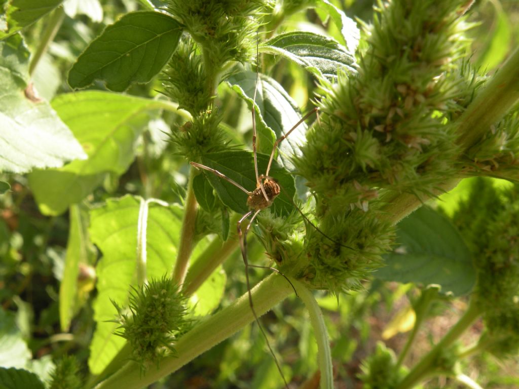 Opilio transversalis?