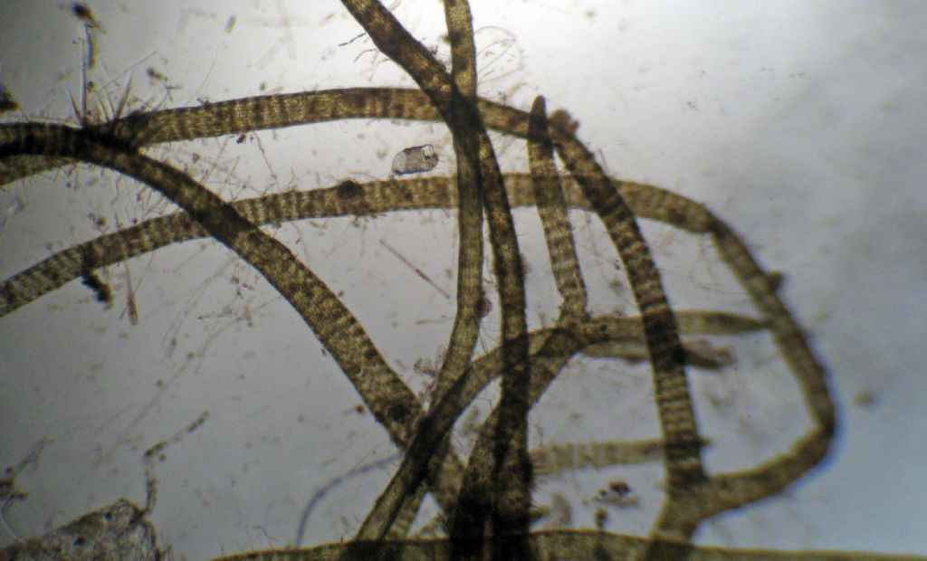 Microscopia: Dictyota sp?