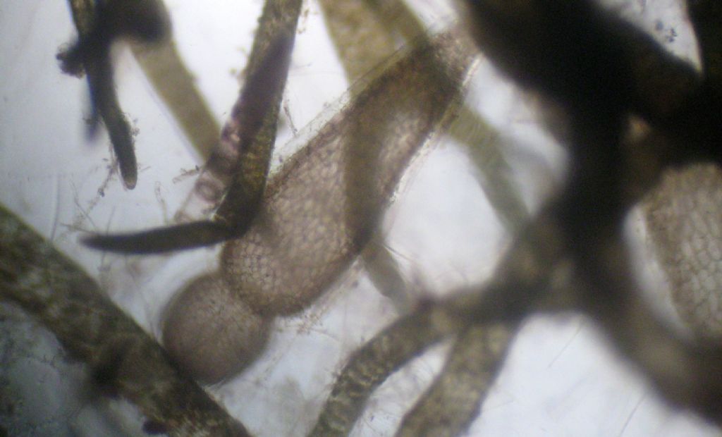 Microscopia: Dictyota sp?