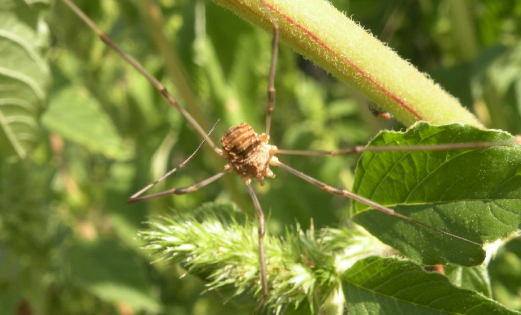 Opilio transversalis?