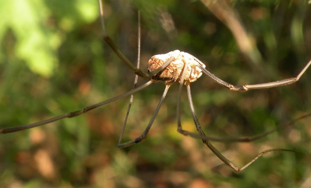 Opilio transversalis?