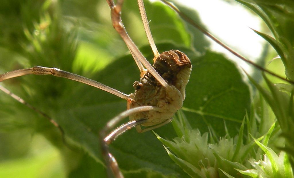 Opilio transversalis?