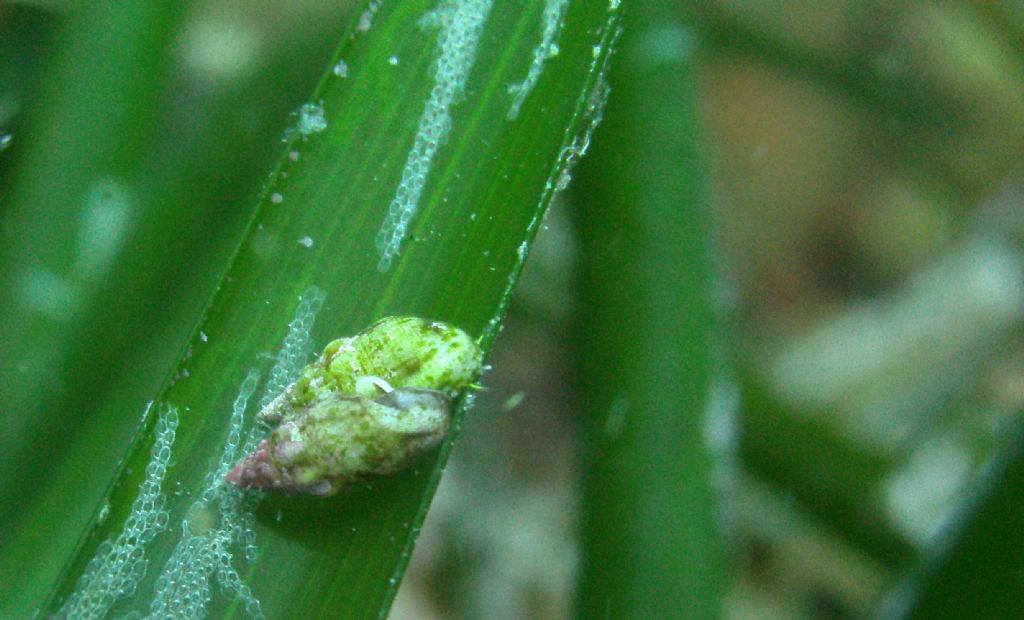 Una posidonia per due