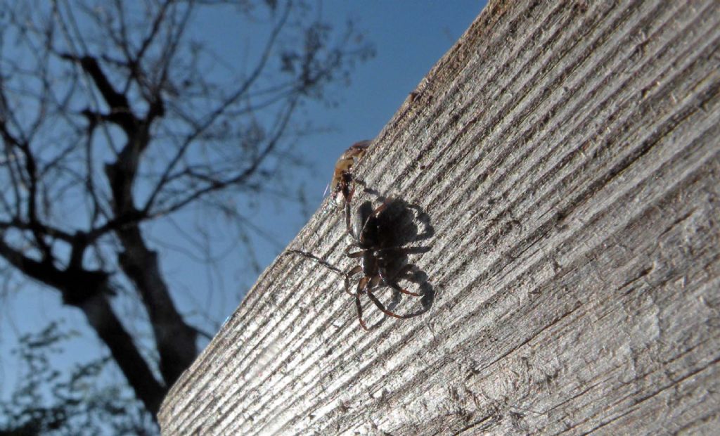 Trachyzelotes sp. - Reggio Emilia (RE)