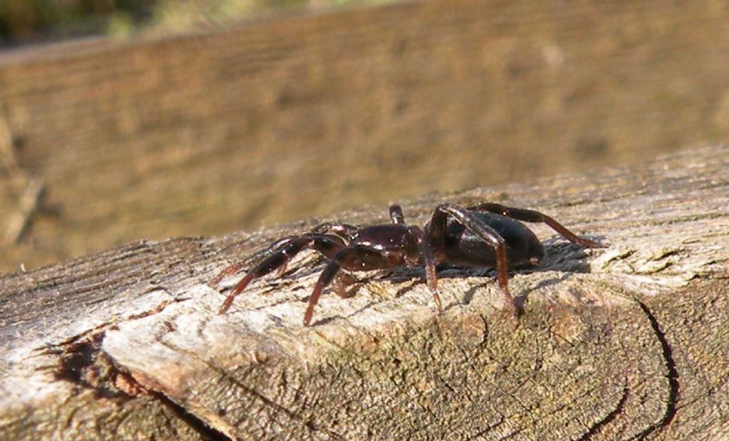 Trachyzelotes sp. - Reggio Emilia (RE)