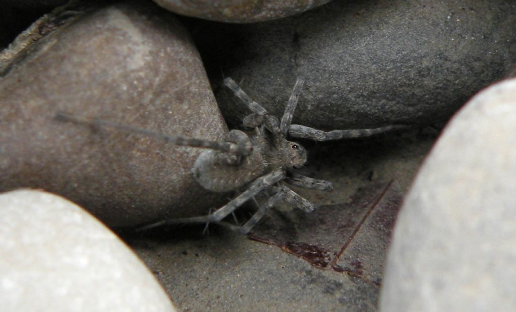 Pardosa wagleri - torrente Enza, Zona nat. di Cronovilla