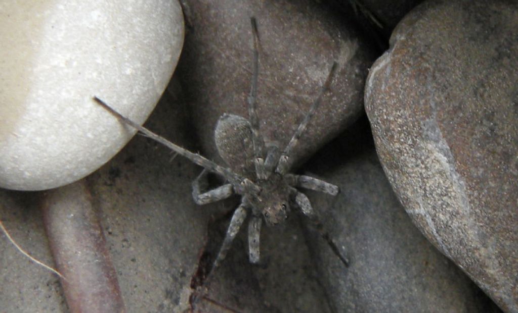 Pardosa wagleri - torrente Enza, Zona nat. di Cronovilla