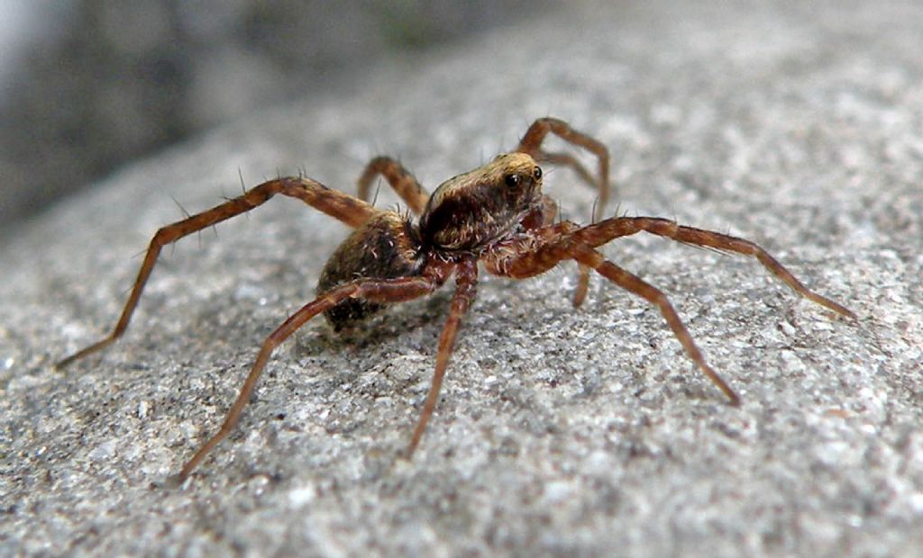 Pardosa sp. - Giarola (RE)