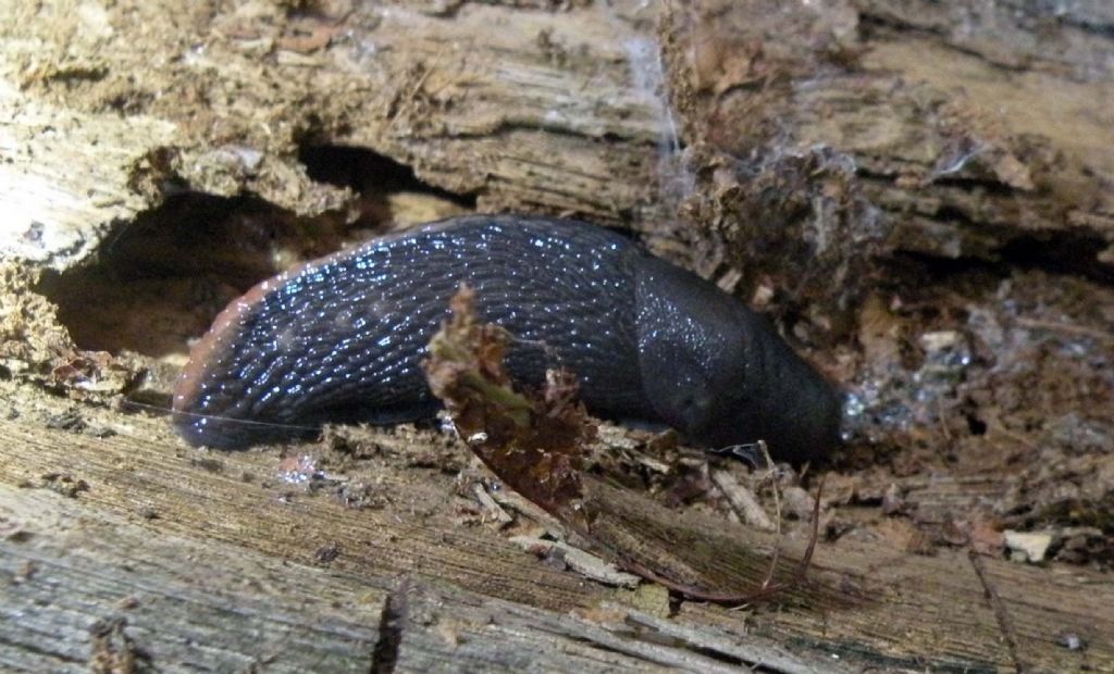 Variazioni cromatiche: Limax aldrovandi Moquin-Tandon 1855 dal Appennino (RE)