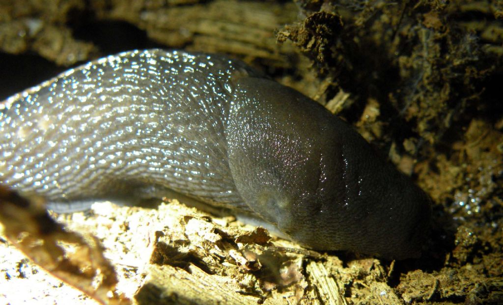 Variazioni cromatiche: Limax aldrovandi Moquin-Tandon 1855 dal Appennino (RE)