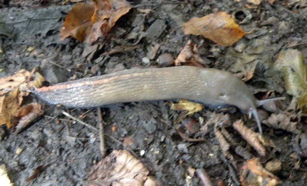 Variazioni cromatiche: Limax aldrovandi Moquin-Tandon 1855 dal Appennino (RE)