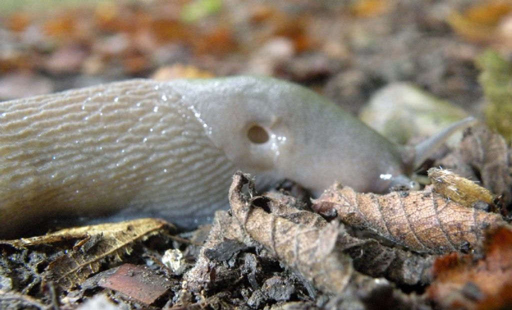 Variazioni cromatiche: Limax aldrovandi Moquin-Tandon 1855 dal Appennino (RE)