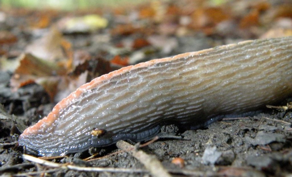 Variazioni cromatiche: Limax aldrovandi Moquin-Tandon 1855 dal Appennino (RE)