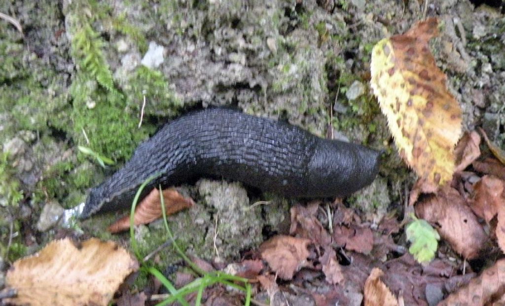 Variazioni cromatiche: Limax aldrovandi Moquin-Tandon 1855 dal Appennino (RE)