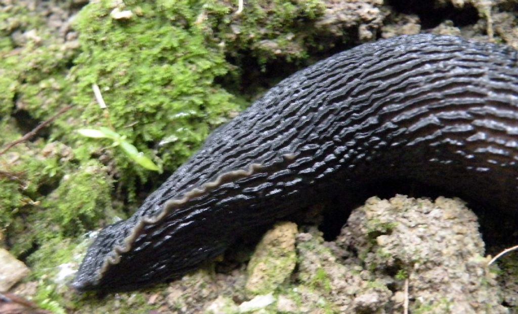 Variazioni cromatiche: Limax aldrovandi Moquin-Tandon 1855 dal Appennino (RE)