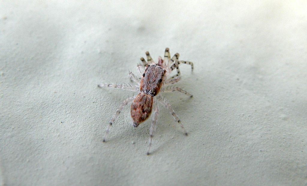 Fauna di un villaggio turistico a Capo Verde: I. Ragni