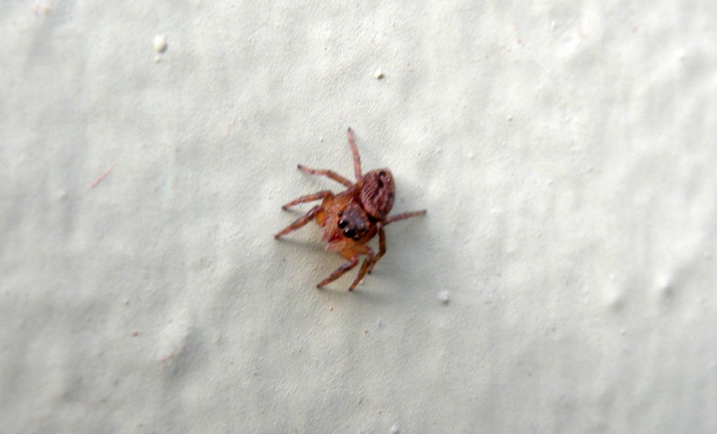 Fauna di un villaggio turistico a Capo Verde: I. Ragni