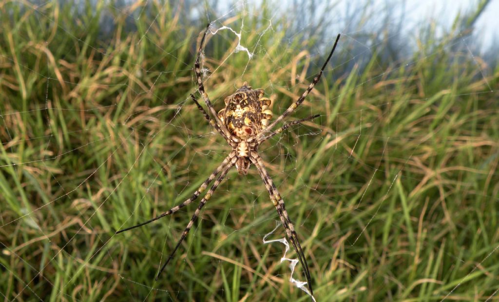 Fauna di un villaggio turistico a Capo Verde: I. Ragni