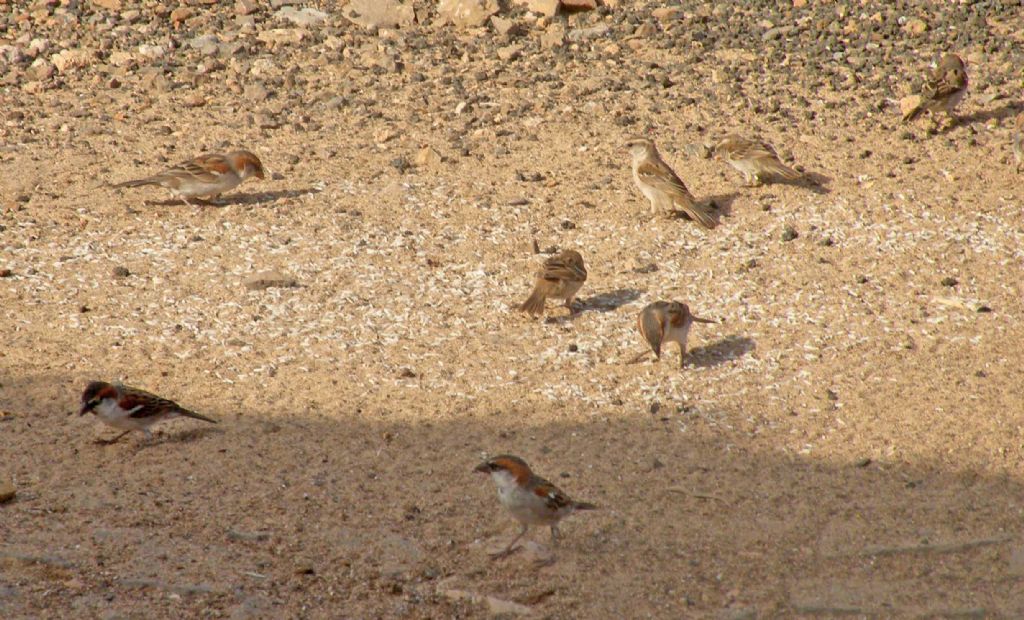 Fauna di un villaggio turistico a Capo Verde: II. Uccelli