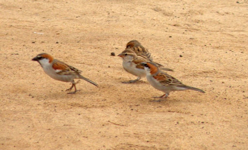 Fauna di un villaggio turistico a Capo Verde: II. Uccelli