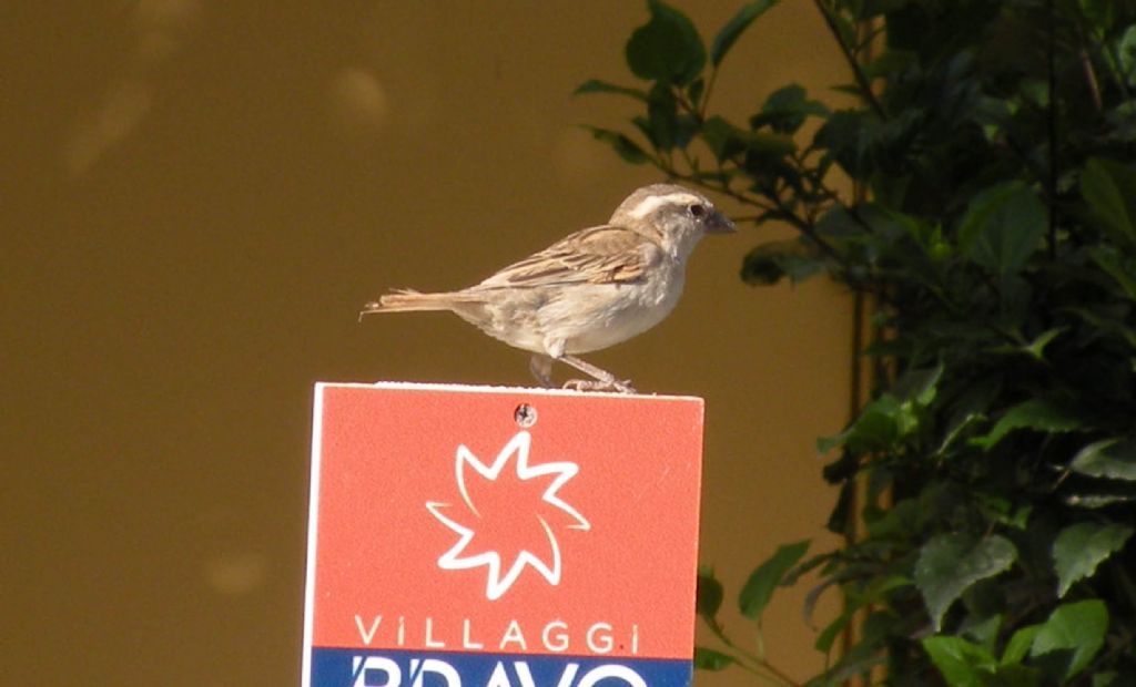 Fauna di un villaggio turistico a Capo Verde: II. Uccelli