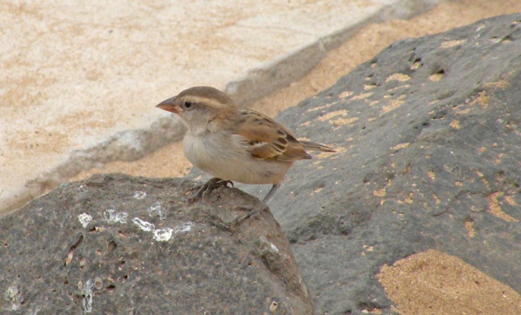 Fauna di un villaggio turistico a Capo Verde: II. Uccelli