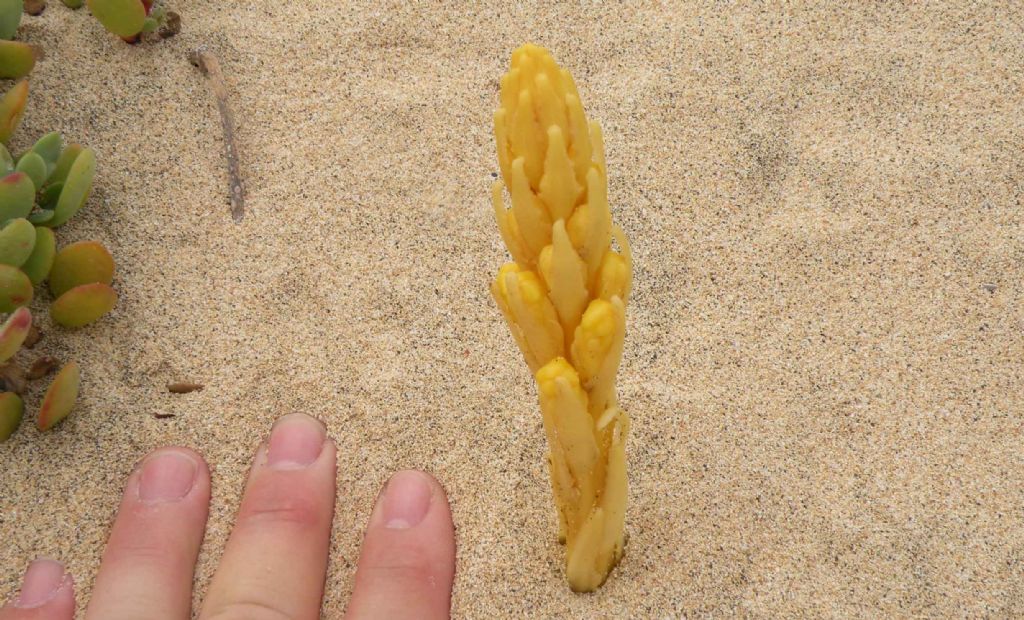 Sulle dune dell''isola di Sal, Capo Verde