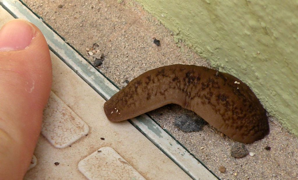 Fauna di un villaggio turistico a Capo Verde: VI: Lumaca!!